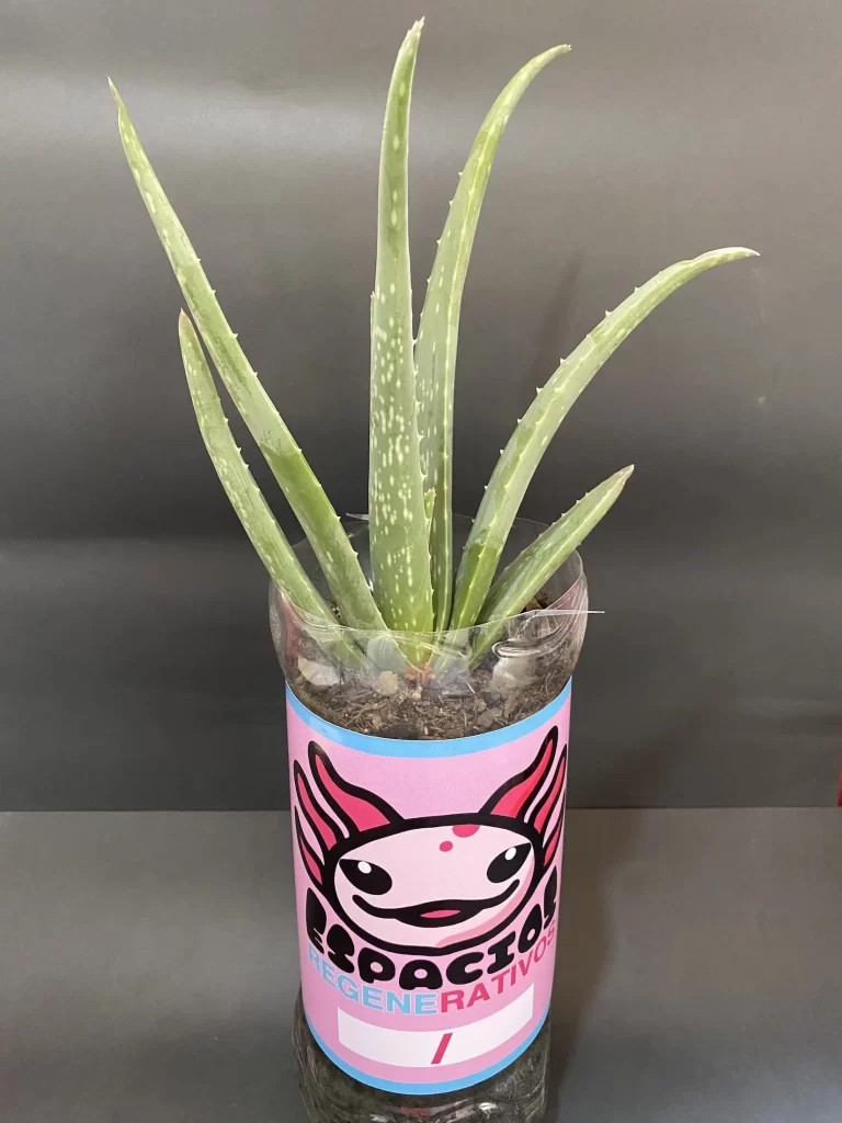 Aloe Vera