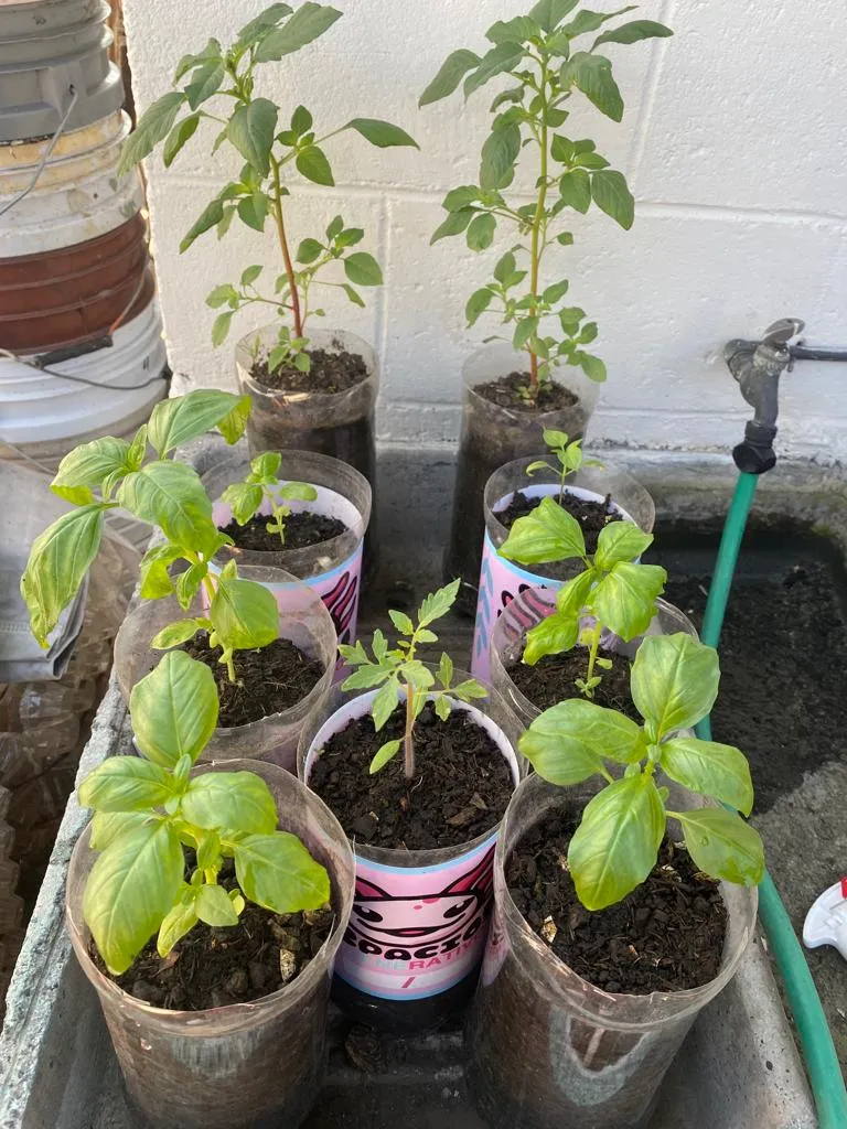 albahaca 3