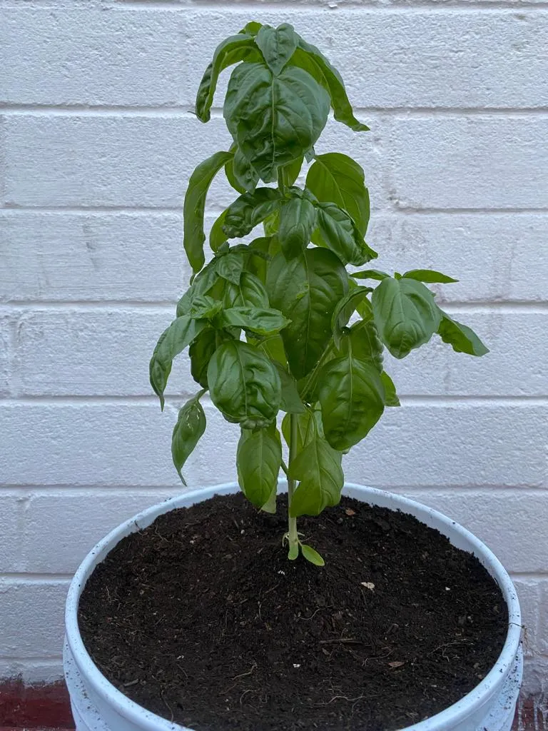 albahaca 4