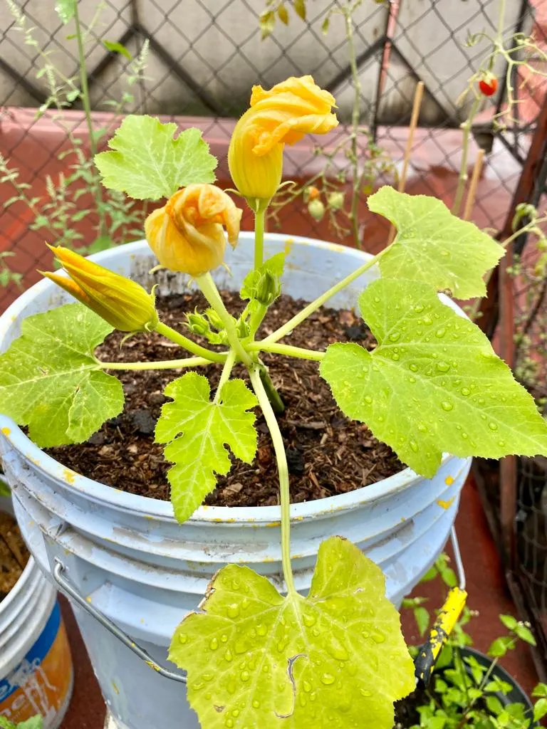 calabaza 2