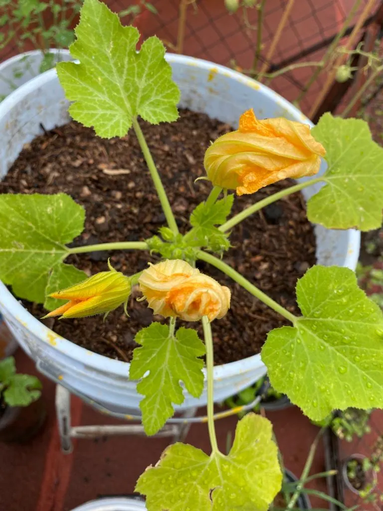 calabaza 3