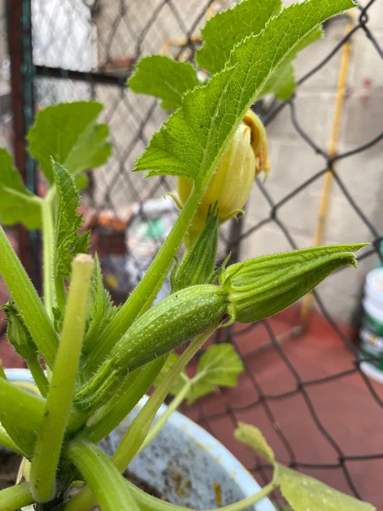 calabaza 5