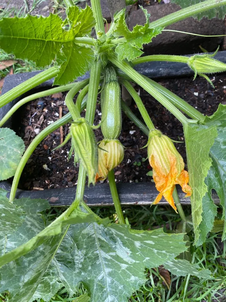 calabaza 6