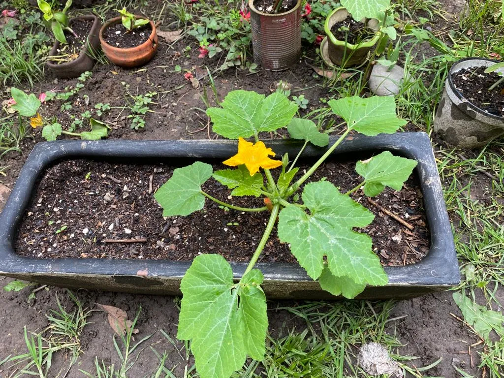 calabaza 4