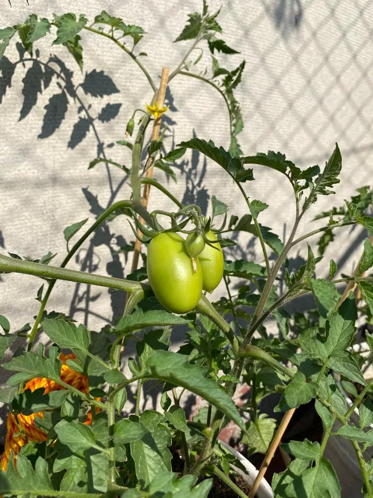 jitomates 4