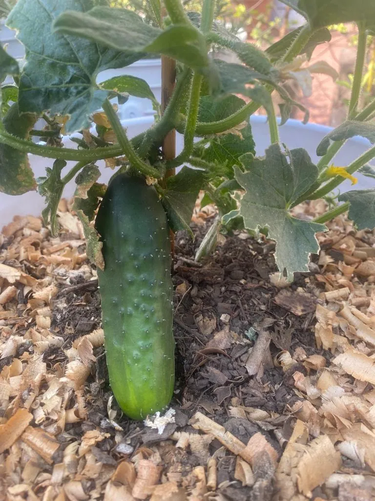 pepino 5