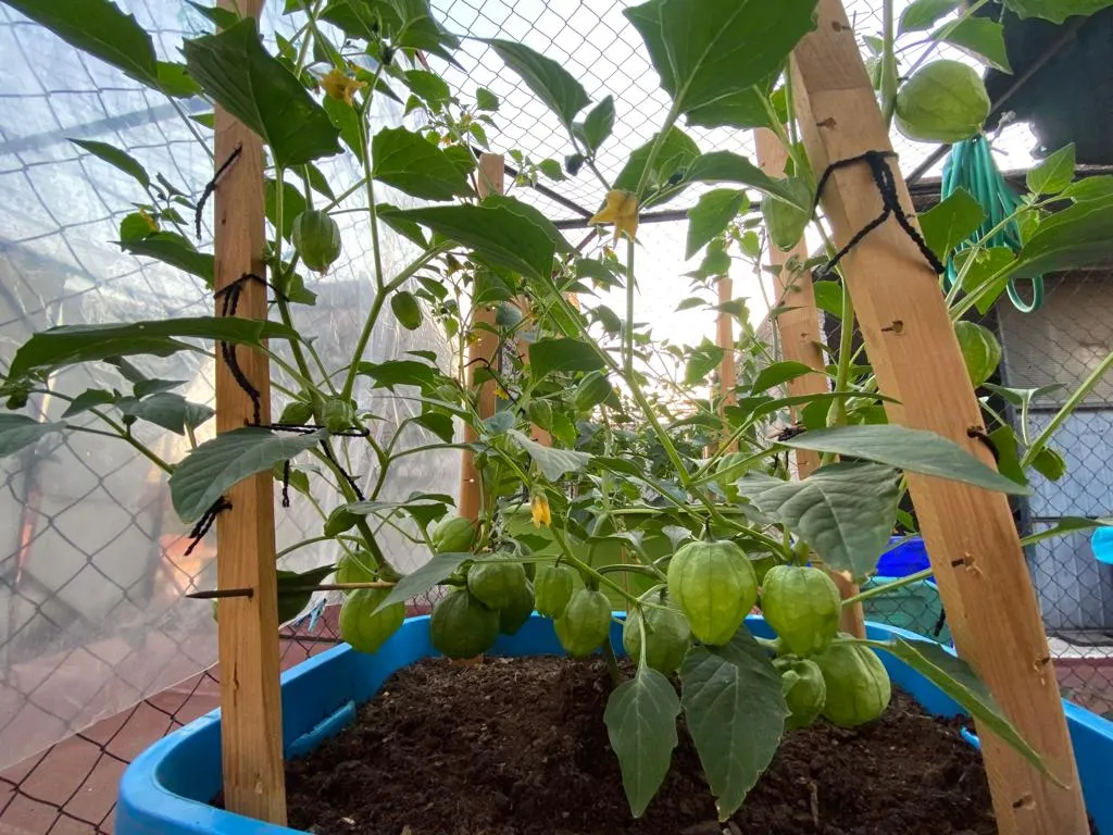 tomate 6