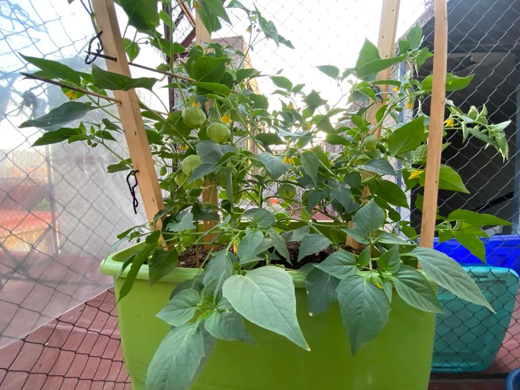 tomate 11