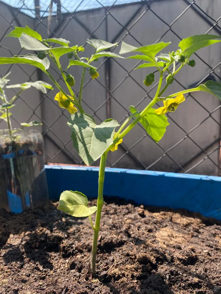 tomate 1
