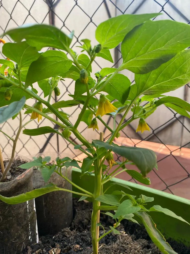 tomate 2