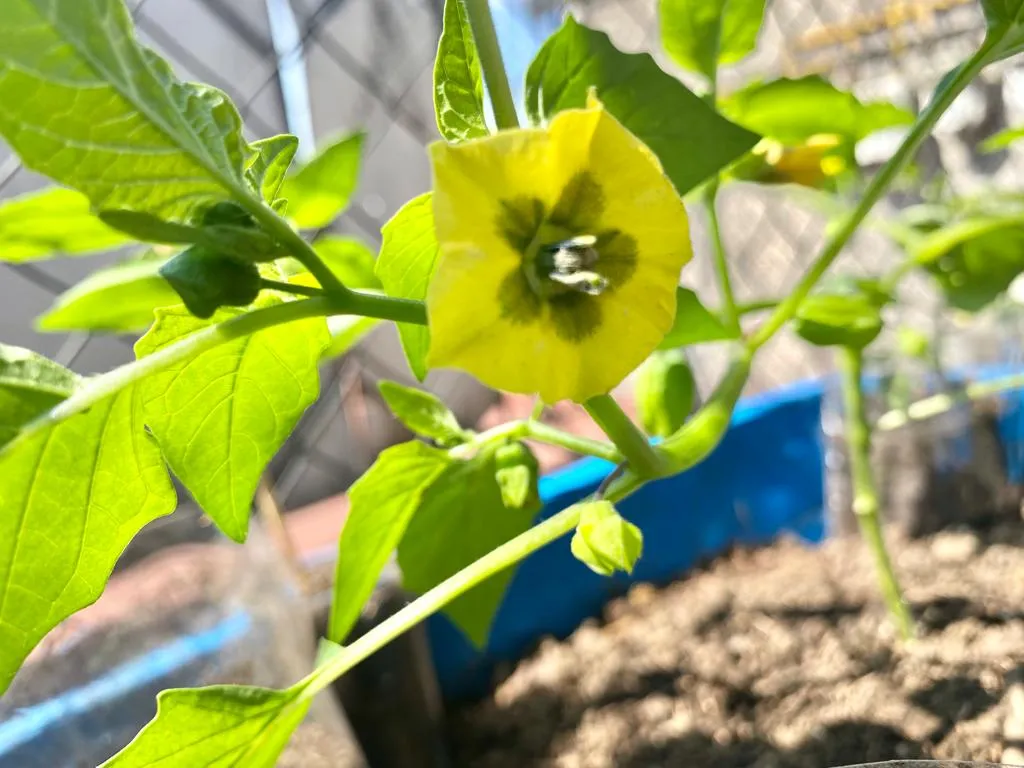 tomate 7
