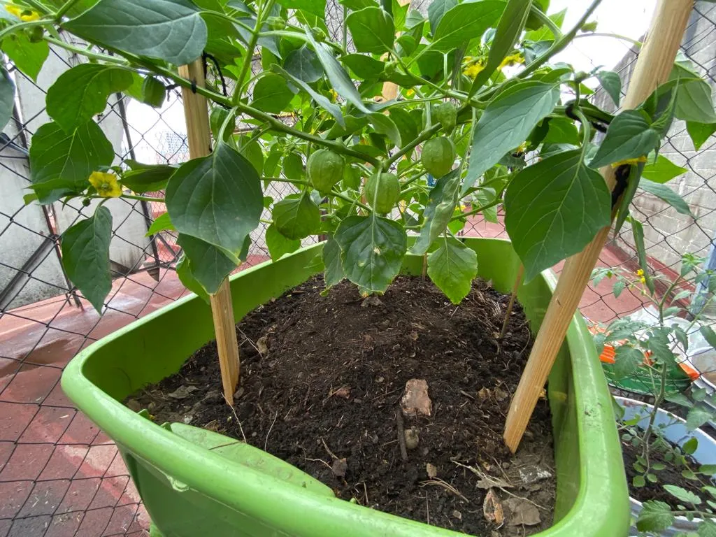 tomate 4