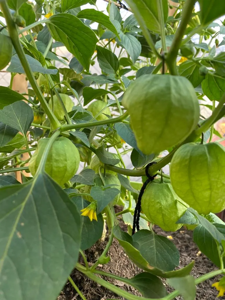 tomate 3