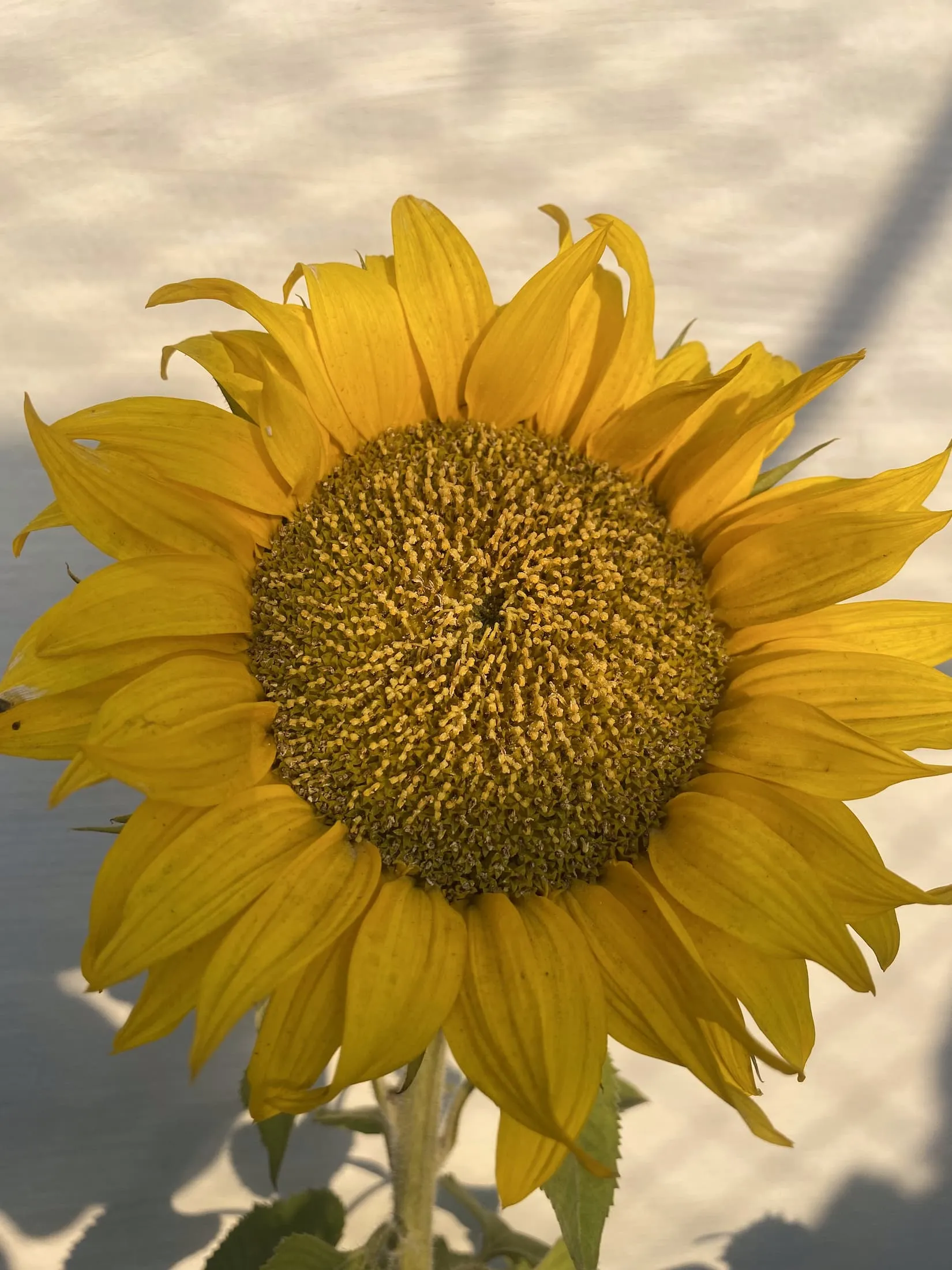 Flor Girasol Sobre