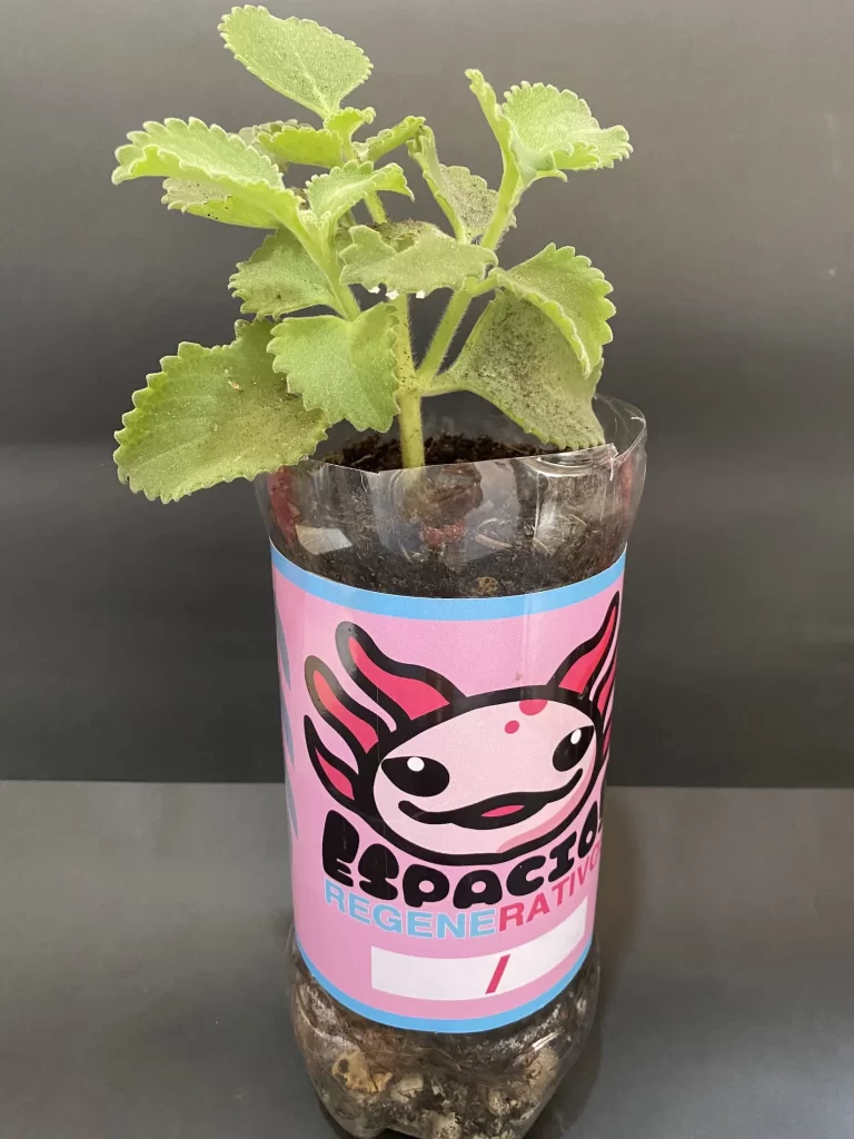 Oregano