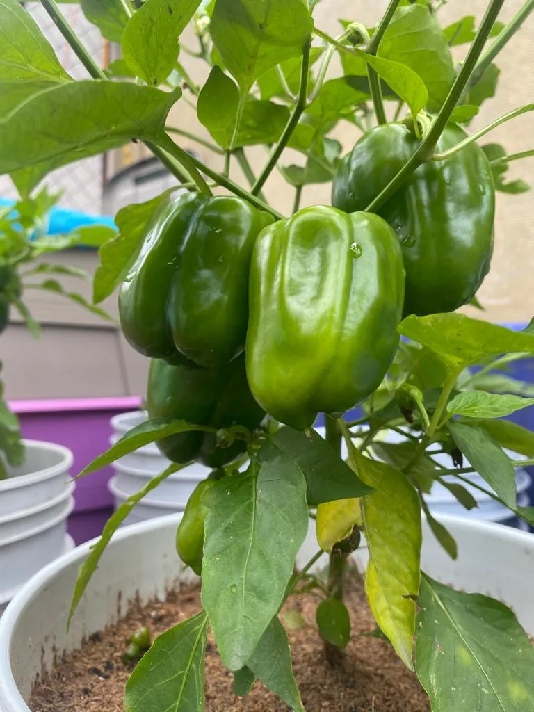 pimientos 2