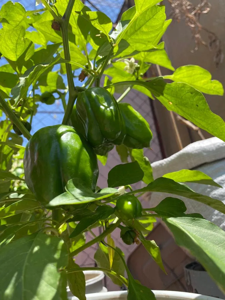 pimientos 2