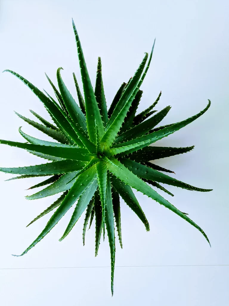 aloe
